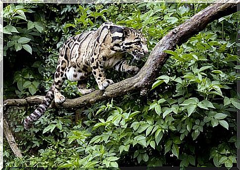 cloudy leopard