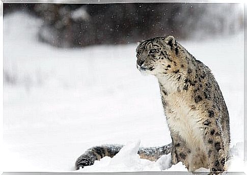 Snow Leopard