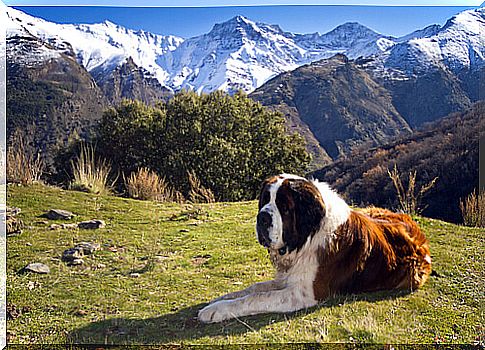 Cachorros heróis e com lealdade