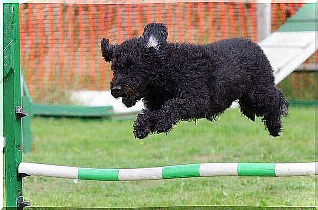 dog doing agility