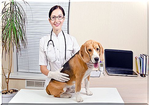 Medicines from humans can be dangerous for dogs