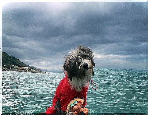 Meet nirvana, the sea dog