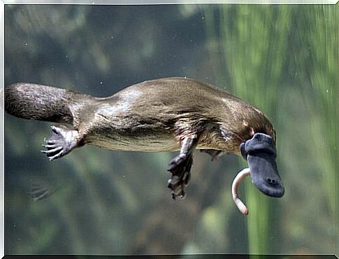 funniest animals: platypus