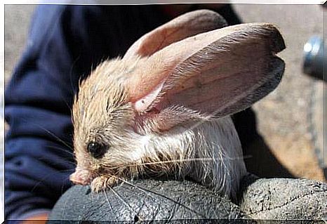 Gerbil de orelhas longas