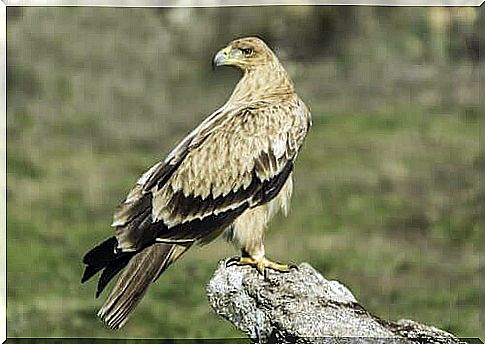 Meet the Iberian Imperial Eagle