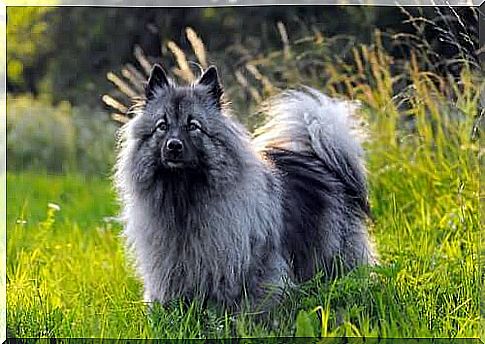 German Spitz