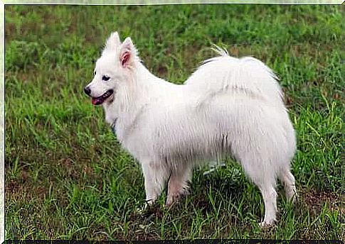 Japanese Spitz