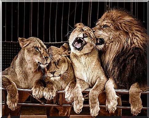 lions