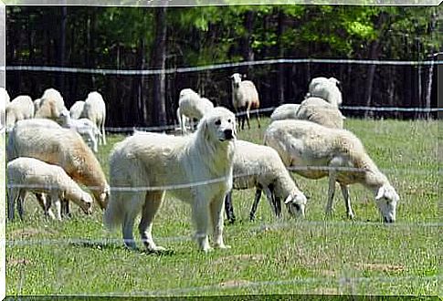 Brief History of the Pyrenees Mountain Dog