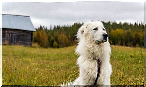 dog in country house