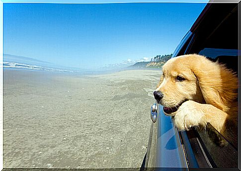 dog riding a car