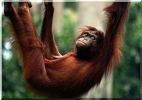 Orangutan: characteristics, behavior and habitat