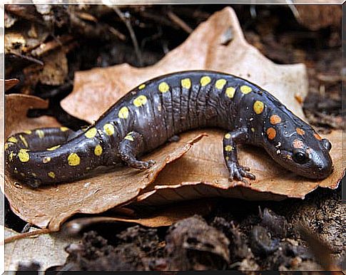 The defense mechanisms of the painted salamander