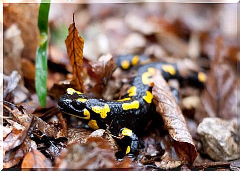 Painted salamander defense mechanisms