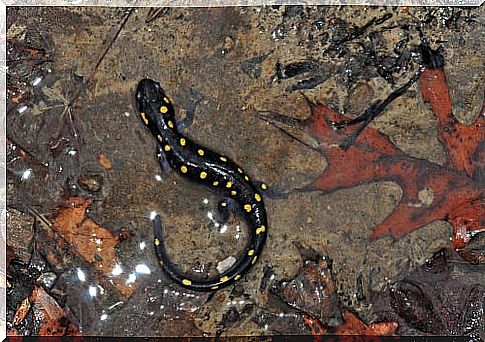 Painted salamander defense mechanisms