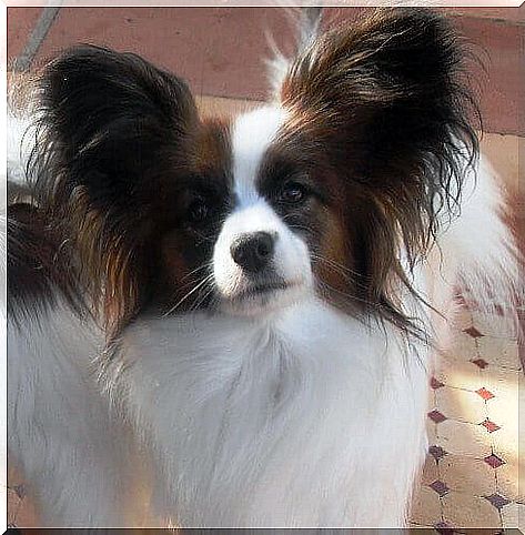 Papillon or continental dwarf spaniel: learn more!