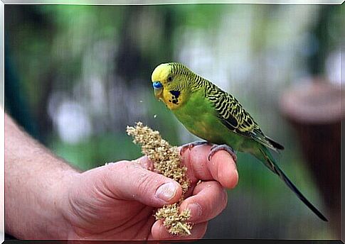 Parakeet feeding: learn more about