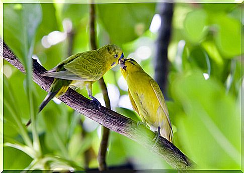 Parakeets and their food