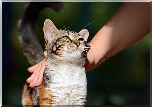 person-stroking-cat