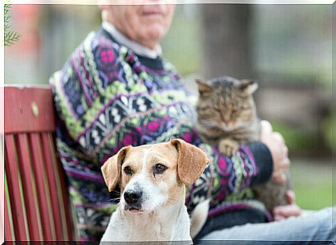 dog-cat-with-old