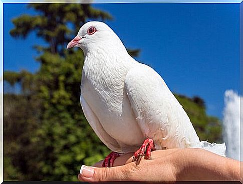 Pigeon breeding at home