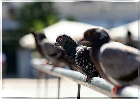 pigeons