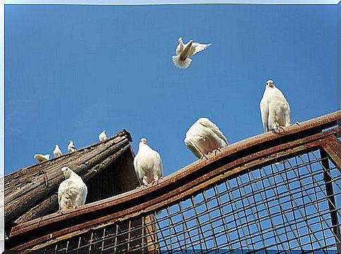 dovecote