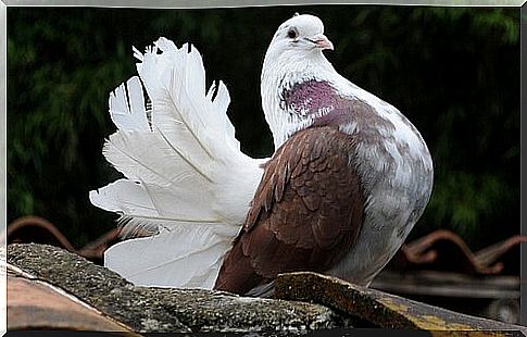 Dove