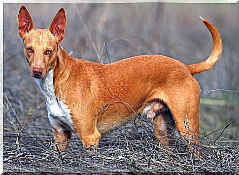 Characteristics of Podengo Dogs