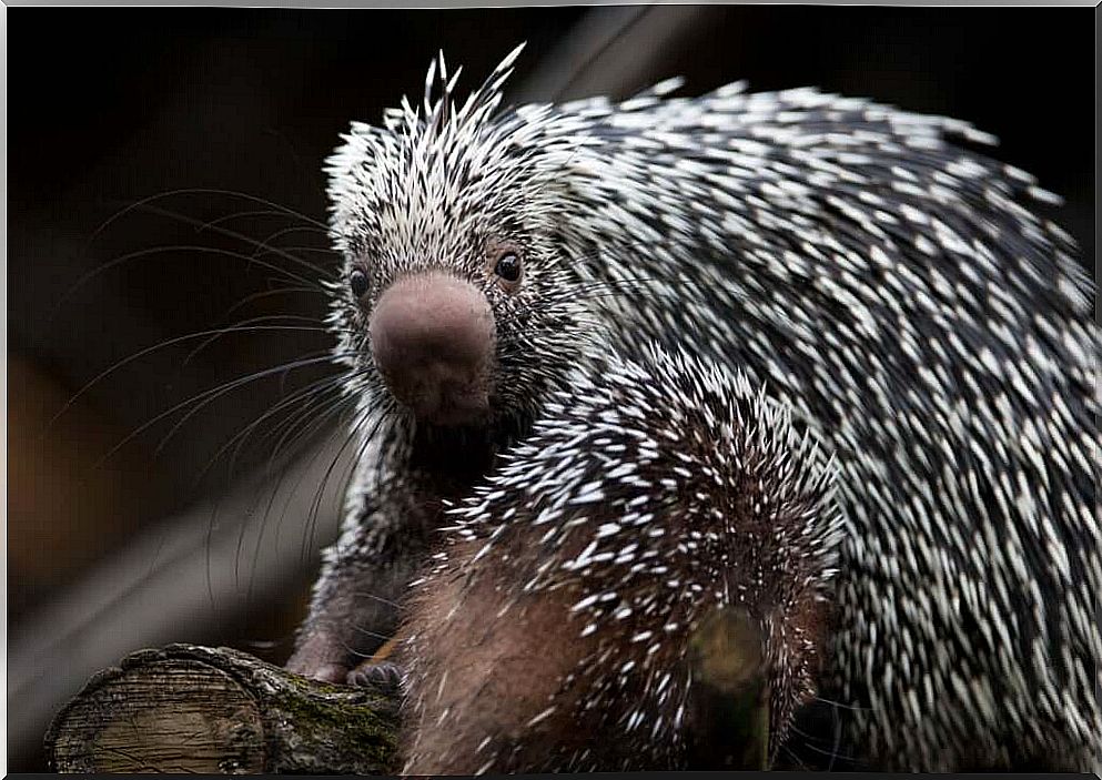 Porcupine: Precious and Endangered