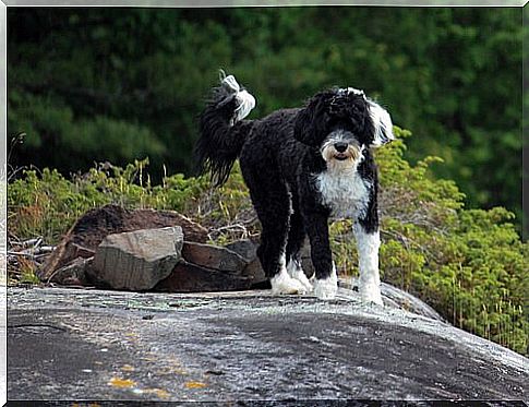 Portuguese water dog: a fisherman