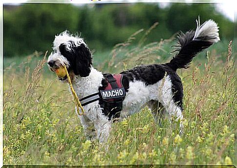 portuguese water dog