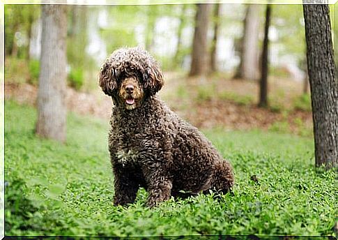 portuguese water dog