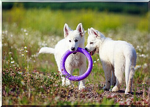 puppies playing