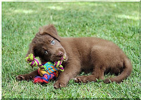 puppy playing