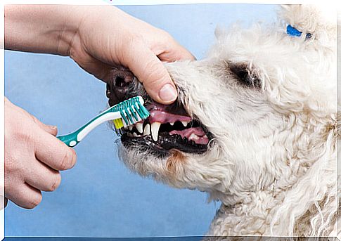 Brushing Dogs Teeth