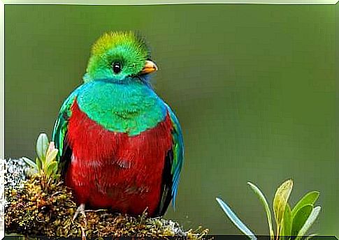 Quetzal: a beautiful and mysterious bird