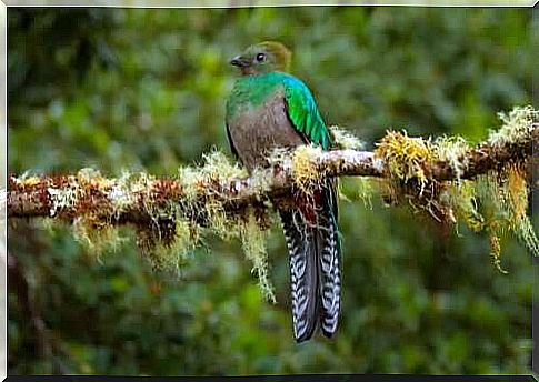 Distribution and state of preservation of the quetzal