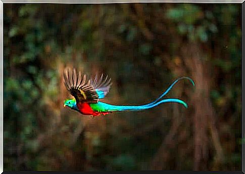 Quetzal morphology and behavior