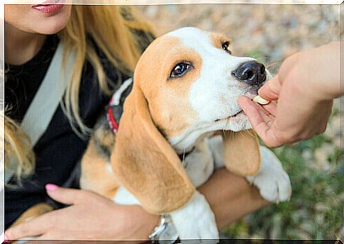 beagle getting snack