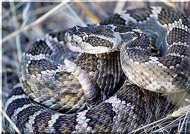 Rattlesnake: a poisonous species from North America