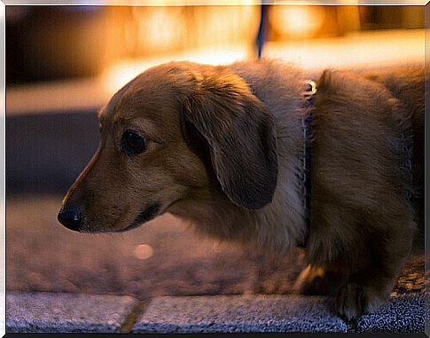 Medicine against fear of fireworks