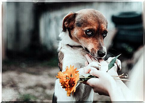 owner offering flowers to the dog