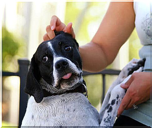 owner caressing the dog