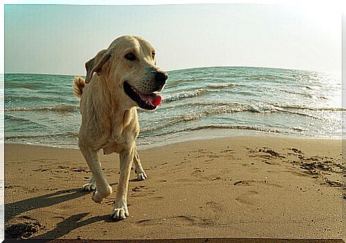 Training of first-aid dogs