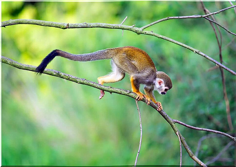 tree-smelling monkey