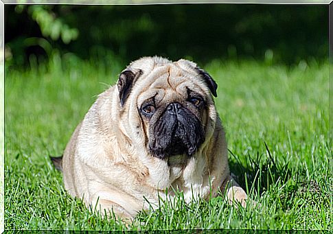 obese pug