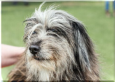 Shepherd of the Pyrenees: meet this fun breed