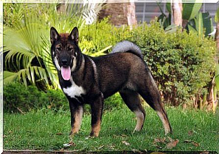 Shikoku or Japanese wolf dog: brave and funny