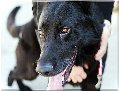 last-days-taking-dogs